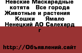 Невские Маскарадные котята - Все города Животные и растения » Кошки   . Ямало-Ненецкий АО,Салехард г.